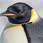 Emperor penguin