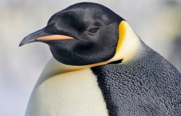 Emperor Penguin – Aptenodytes forsteri