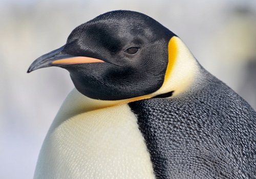 Emperor-penguin.jpg