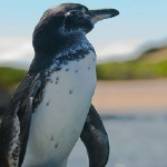 Galapagos Penguin