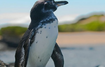 Galapagos Penguin – Spheniscus mendiculus