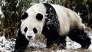 Giant Panda