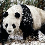 Giant Panda