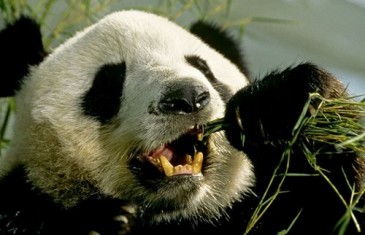 Giant Panda – Ailuropoda melanoleuca