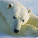 Polar bear