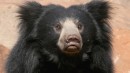 Sloth Bear