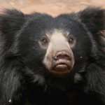 Sloth Bear