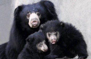 Sloth Bear – Melursus ursinus