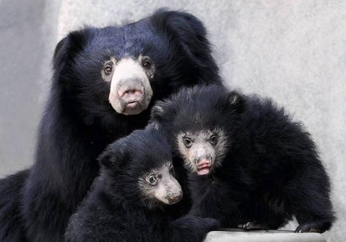 Sloth Bear – Melursus ursinus | Facts About Animals