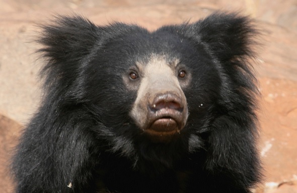 Sloth Bear