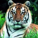 South China Tiger. Critically Endangered