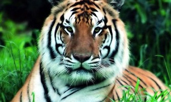 South China Tiger. Critically Endangered