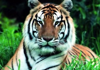 South China Tiger – Panthera tigris amoyensis