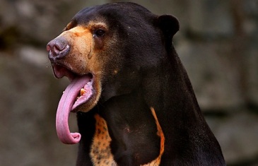 Sun Bear – Helarctos malayanus