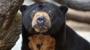 Sun Bear from the Edinburgh Zoo