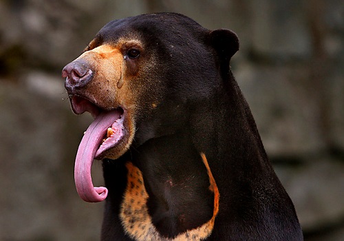 Sun Bear – Helarctos malayanus | Facts About Animals