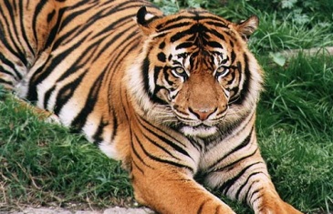 Tiger – Panthera tigris