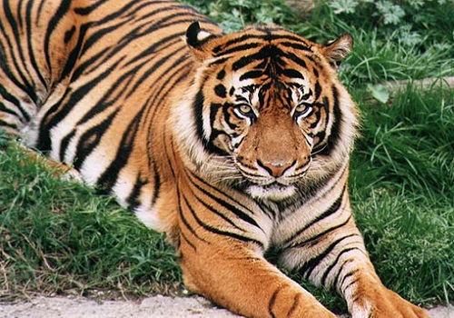 Bengal Tiger Animal Facts  Panthera Tigris Tigris - A-Z Animals