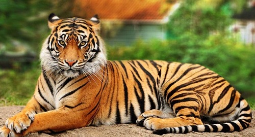 Siberian tiger, Size, Habitat, Population, & Facts