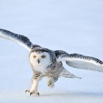 A female snowy owl