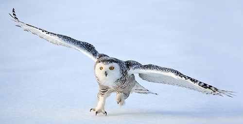 A female snowy owl