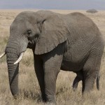 African Elephant