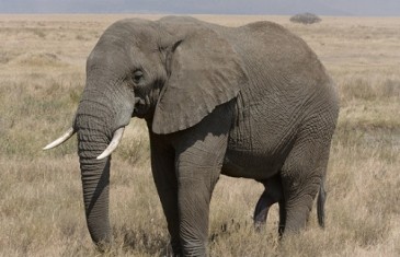 African Elephant – Loxodonta Africana