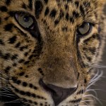 Amur Leopard panthera pardus orientalis