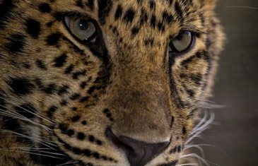 Leopard – Panthera pardus