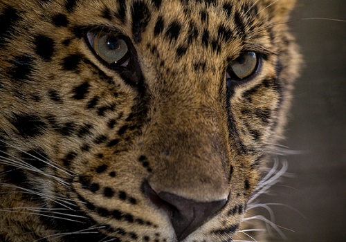 Temperate forest animals | Facts About Animals Temperate forest animals | Facts About Animals