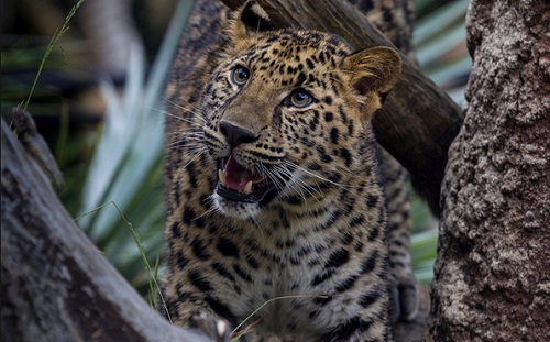 Amur Leopard