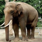 Asian Elephant