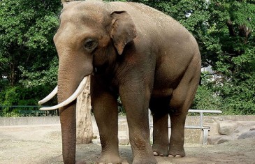 Elephant – Elephantidae