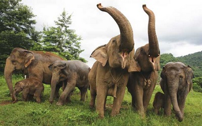 Asian elephants from the Elephant Nature Park