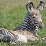 Baby Grevy's Zebra