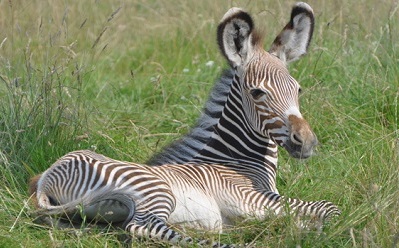 Baby Grevy's Zebra