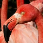 Caribean Flamingo