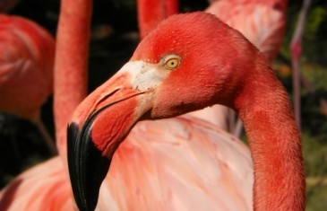 Flamingo –  Phoenicopteridae