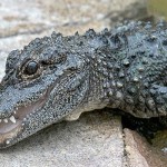 Chinese Alligator