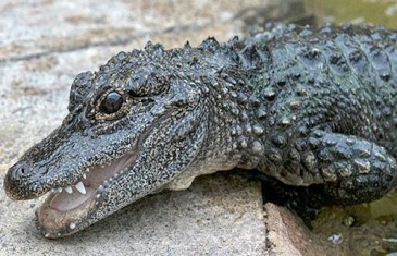 Chinese Alligator – Alligator sinensis