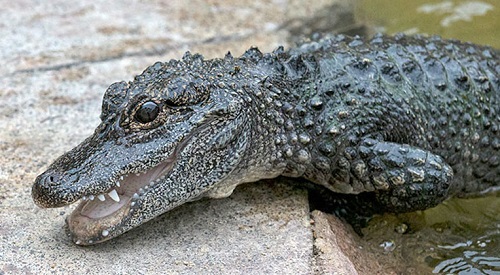Chinese Alligator from the San Diego Zoo