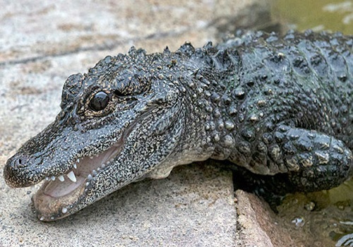 Chinese Alligator