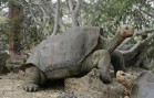 Giant Galapagos Tortoise