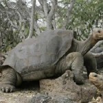 Giant Galapagos Tortoise