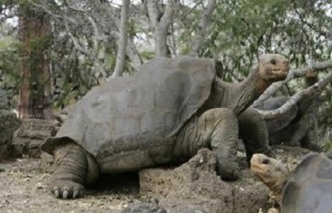 Galapagos Giant Tortoise – Chelonoidis nigra