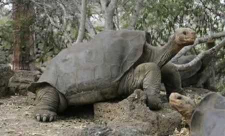 Giant Galapagos Tortoise, Galapagos Islands