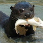 Giant Otter in the Amazon