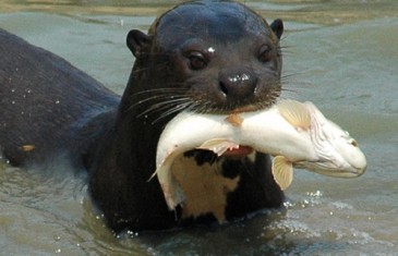 Giant Otter – Pteronura brasiliensis