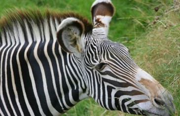 Grevyi’s Zebra – Equus grevyi