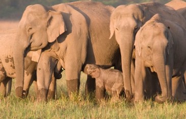 Asian Elephant –Elephas maximus